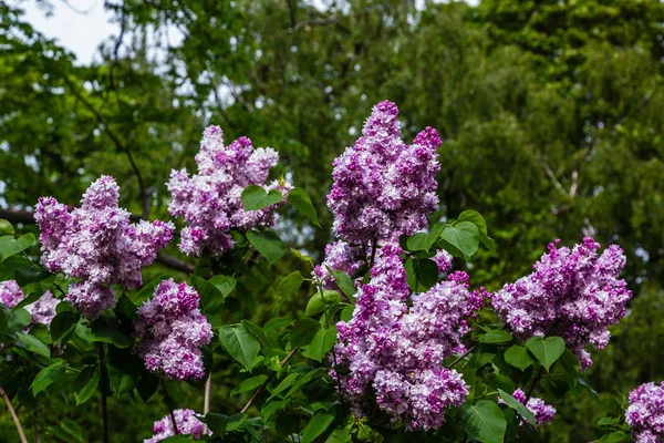 Blooming Lilac Syringa Garden Beautiful Purple Lilac Flowers Natural Background — Stock Photo, Image