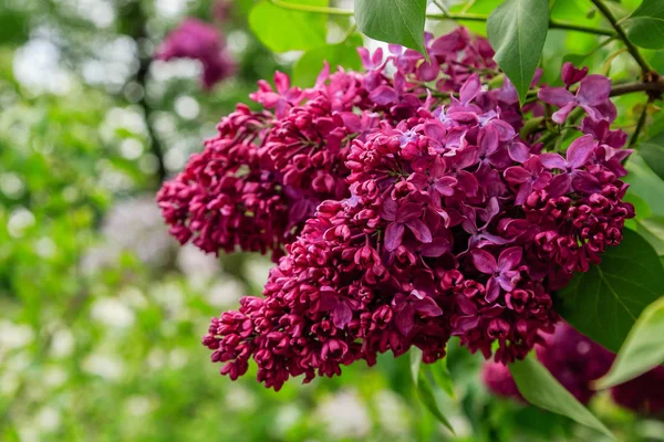 Branches Lilas Sur Fond Parc Jardin Brins Printaniers Lilas Fleurs — Photo