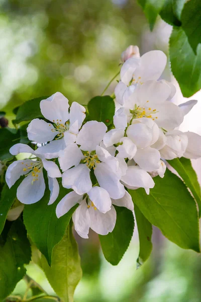 Белые Цветы Яблони Ветке Весеннем Саду Яблочный Цветок Весенний Фон — стоковое фото