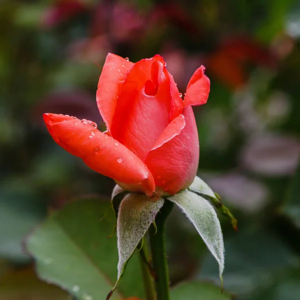 Piękne Róże Stonowanych Zbliżenie Tło Przyrodnicze — Zdjęcie stockowe