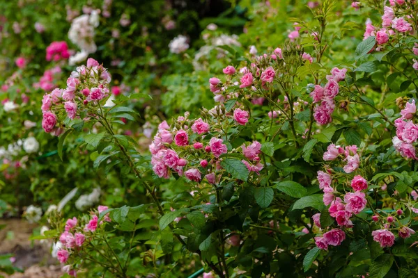 Hermosas Rosas Tonificadas Cerca Fondo Naturaleza —  Fotos de Stock