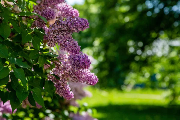 Rami Lilla Sullo Sfondo Del Parco Giardino Rami Primaverili Lilla — Foto Stock