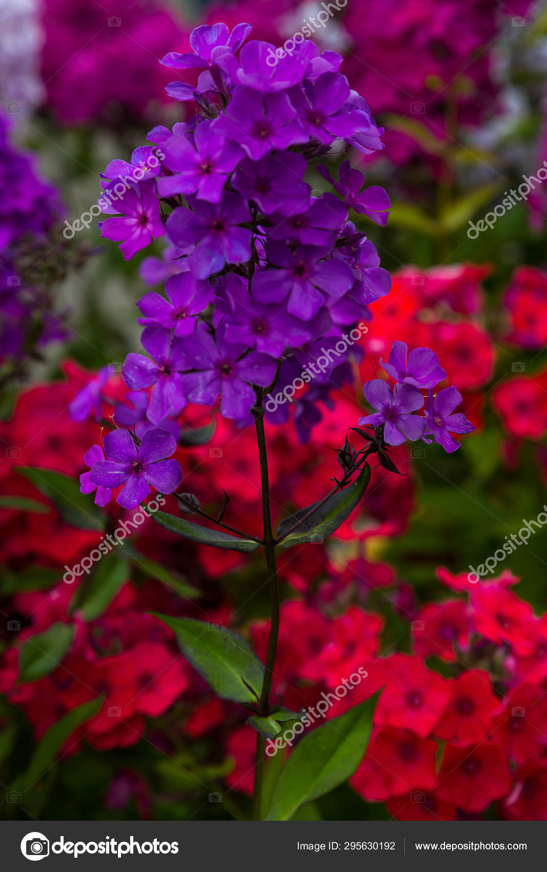 不同品种的花儿近在咫尺花卉背景——图库图片© ovju@yandex.ru