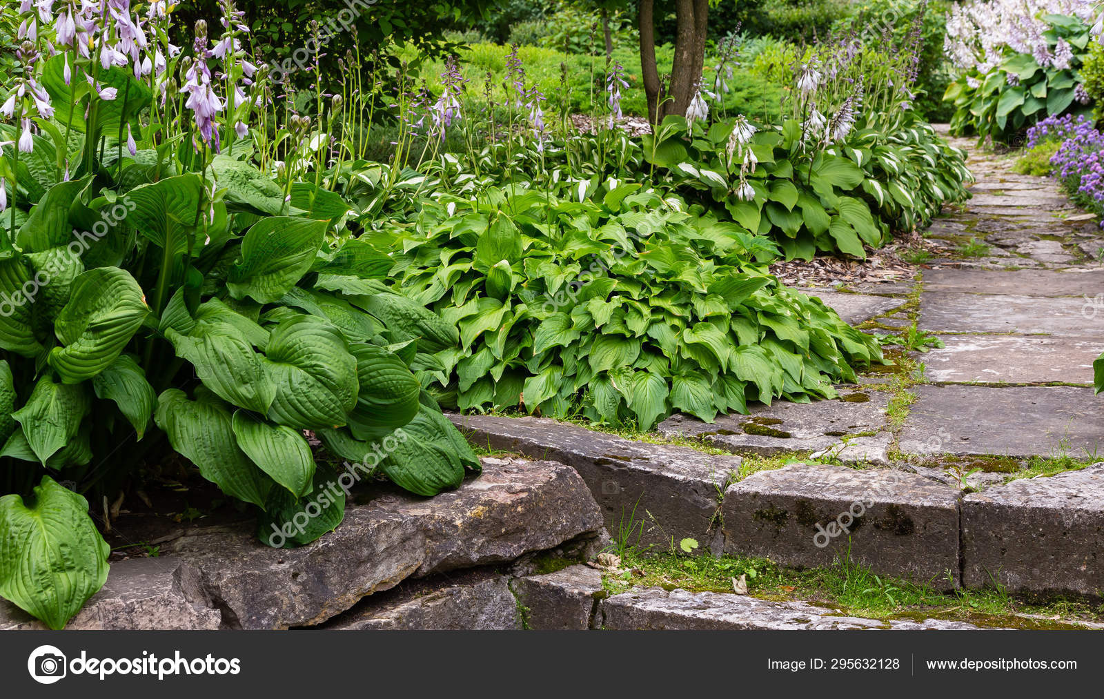 Green Bush Hosta Hosta Leaves Hosta Ornamental Plant Landscaping