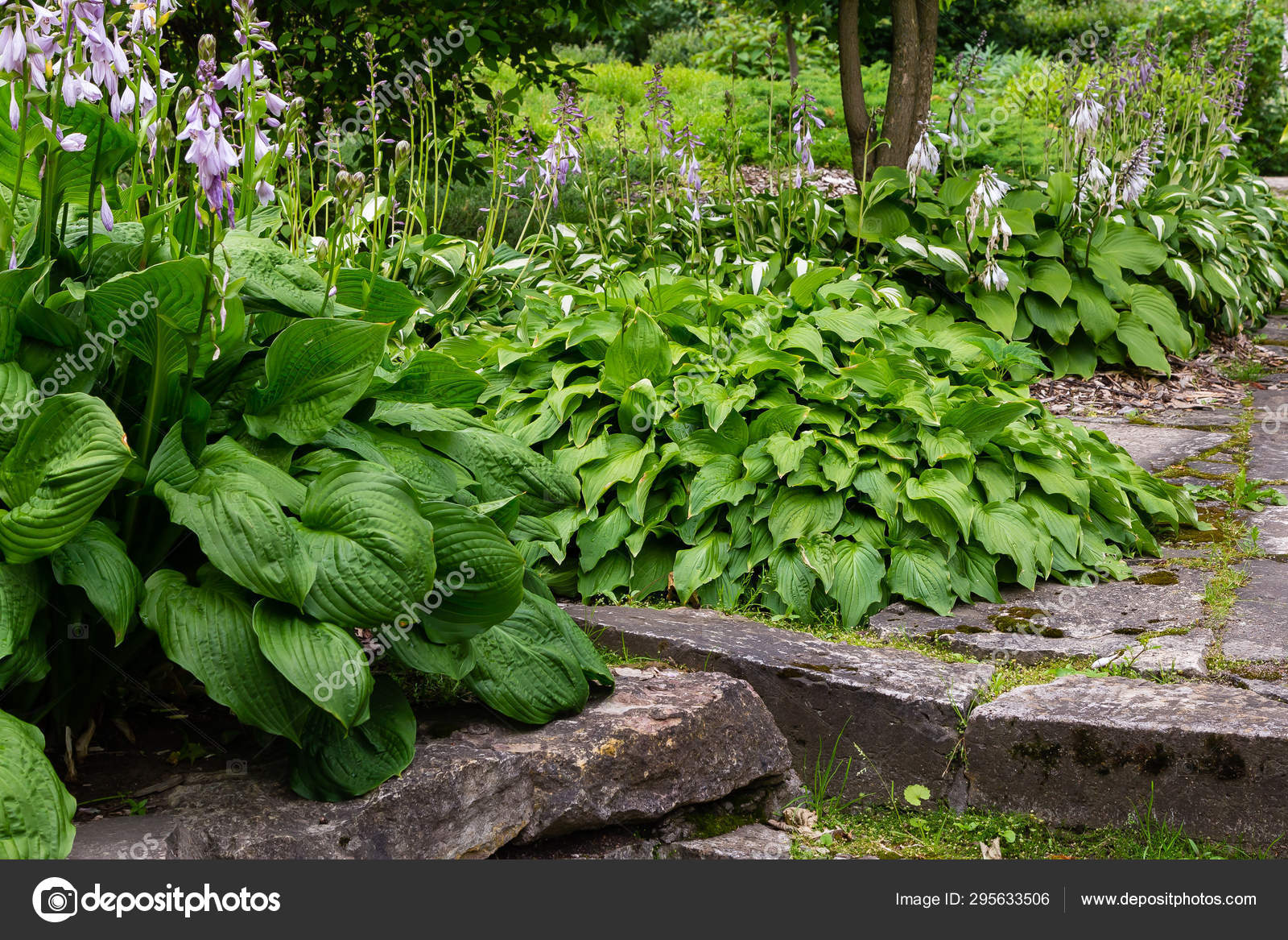 Green Bush Hosta Hosta Leaves Hosta Ornamental Plant Landscaping