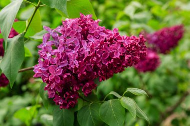 Park veya bahçe nin arka planında leylak dalları. Çiçek açan leylak bahar dalları