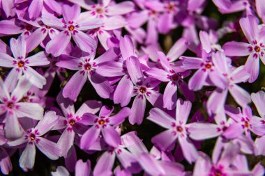 Phlox paniculata çiçekleri yakın. Çiçek arka plan