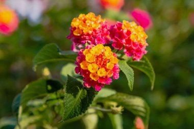 Tropik bir bitki lantana camara güzel çiçekler. Parlak yaz çiçek arka plan. Çiçek Lantana camara