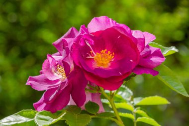 Güzel tonda güller yakın. Doğa arka planı