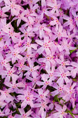 Phlox paniculata çiçekleri yakın. Çiçek arka plan