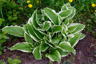 Yeşil çalı Hosta. Hosta gidiyor. Hosta - peyzaj park ve bahçe tasarımı için bir süs bitkisi 