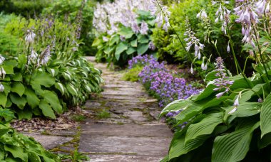 Yeşil çalı Hosta. Hosta gidiyor. Hosta - peyzaj park ve bahçe tasarımı için bir süs bitkisi 