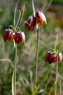Fritillaria acmopetata boiss bahar bahçesinde. Bahçedeki nadir ve eşsiz soğan bitkilerinin yetiştirilmesi