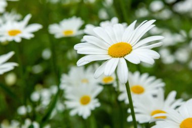 Bahçedeki beyaz papatyalar