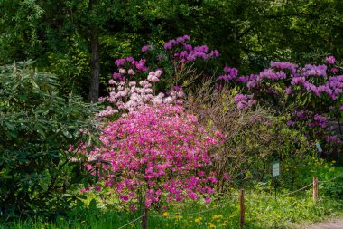 Bahar bahçesinde çiçekli rhododendrons