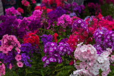 Phlox paniculata çiçekleri yakın. Çiçek arka plan