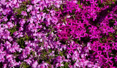 Phlox paniculata çiçekleri yakın. Çiçek arka plan
