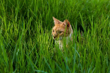 Yeşil çimenlerin arka planında kırmızı bir kedi portresi