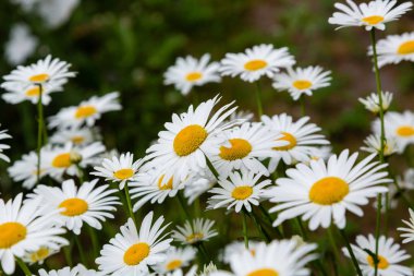 Bahçede papatya. Çiçek açan Papatya ile doğanın güzel bir sahne. Papatya Bahar çiçek arka plan. Yaz papatya arka plan