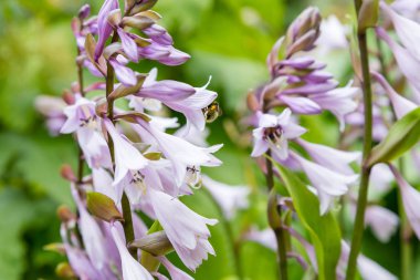 Yeşil çalı Hosta. Hosta gidiyor. Hosta - peyzaj park ve bahçe tasarımı için bir süs bitkisi 