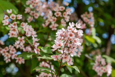 Bahar bahçesinde Padus avium colorata. Paula 'nın çiçekli dalları doğal bir arka planda