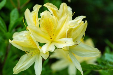 Bahar bahçesinde çiçekli rhododendrons