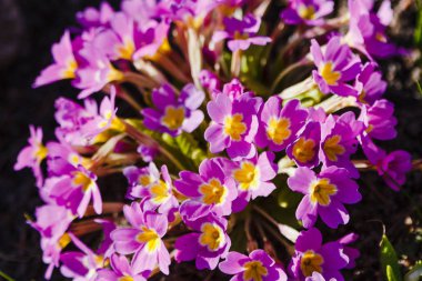 Bahar bahçesinde çiçek açan primula çiçekleri