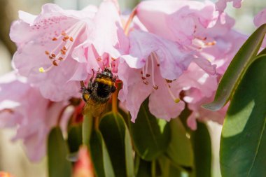 Bahar bahçesinde çiçekli rhododendrons