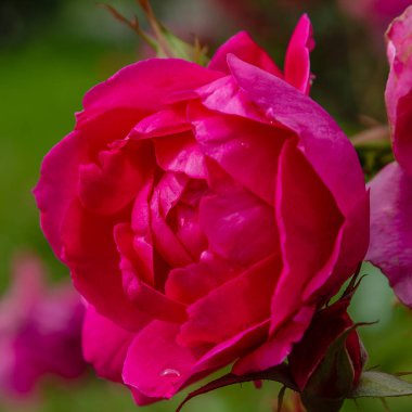 Güzel çiçek açan güller yakın. Doğa arka planı