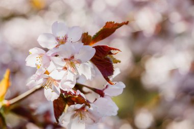 Kiraz Çiçeği veya Doğa arka planda Sakura çiçek. Bahar Çiçek arka plan