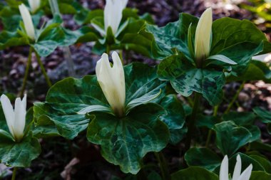 Trillium flower in spring garden, Trillium sessile, sort Snow Queen clipart