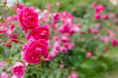 Güzel çiçek açan güller yakın. Doğa arka planı