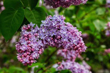 Park veya bahçe nin arka planında leylak dalları. Çiçek açan leylak bahar dalları