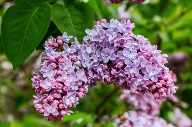 Park veya bahçe nin arka planında leylak dalları. Çiçek açan leylak bahar dalları