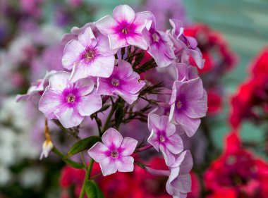 Phlox paniculata çiçekleri yakın. Çiçek arka plan