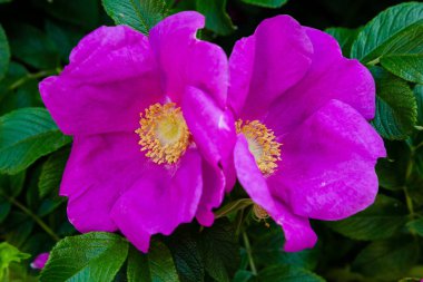 Güzel tonda güller yakın. Doğa arka planı