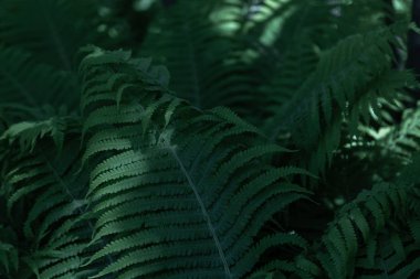 Eğrelti otu sonbaharda ayrılır. Renkli tropik yapraklar. Eğrelti otu yapraklarının arka planı