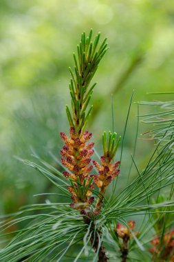 İlkbaharda çam çiçeği. Doğal bir arka plan üzerinde çiçek lenme Bud ile Çam dalı