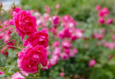 Güzel çiçek açan güller yakın. Doğa arka planı