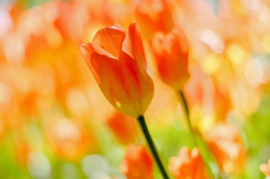 Bahar bahçesinde güzel laleler. Soğanlı bitkilerin yetiştirilmesi. 