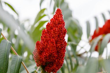 Rhus koriaria, yaygın olarak Sicilya sumac 'ı, Tanner' ın sumach 'ı, ya da karaağaç yapraklı sumach. Sirke ağacının kırmızı çiçekleri
