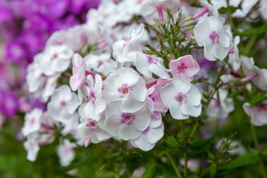 Phlox paniculata çiçekleri yakın. Çiçek arka plan