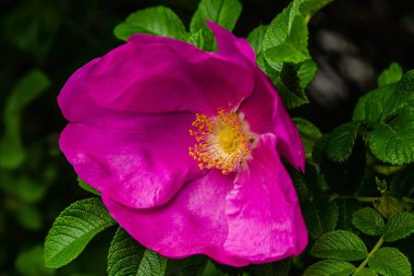 Güzel tonda güller yakın. Doğa arka planı