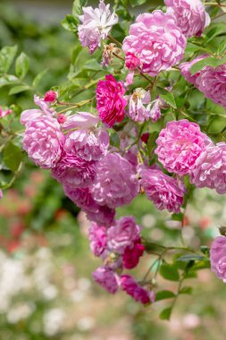 Güzel tonda güller yakın. Doğa arka planı