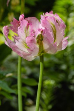 Bahar bahçesinde güzel laleler. Soğanlı bitkilerin yetiştirilmesi. 
