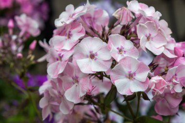 Phlox paniculata çiçekleri yakın. Çiçek arka plan