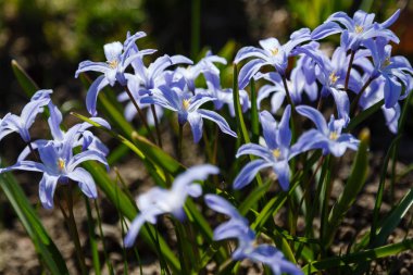 Çiçek açmış mavi bahar çiçekleri. Bahçedeki Chionodoxa luciliae. Chionodoxa renkli yıldızlar şeklinde güzel çiçeklerle çok uzun ömürlüdür.