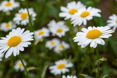 Bahçedeki beyaz papatyalar