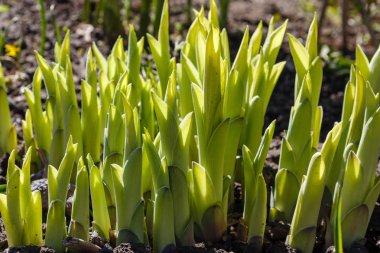 Yeşil çalı Hosta. Hosta gidiyor. Hosta - peyzaj park ve bahçe tasarımı için bir süs bitkisi 