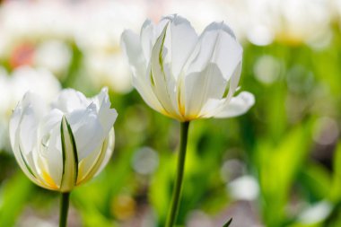 Bahar bahçesinde güzel laleler. Soğanlı bitkilerin yetiştirilmesi. 